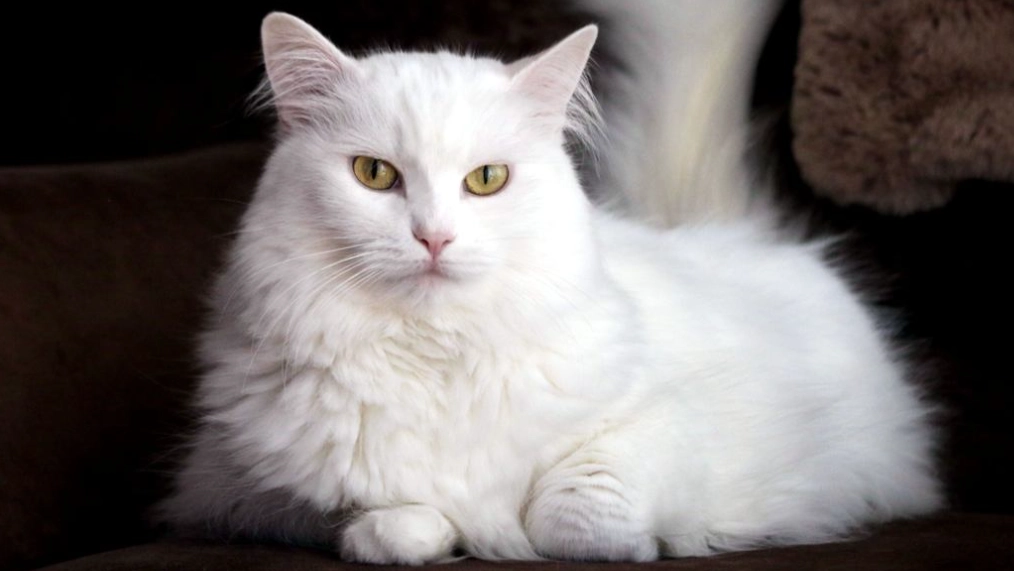 white cat personality