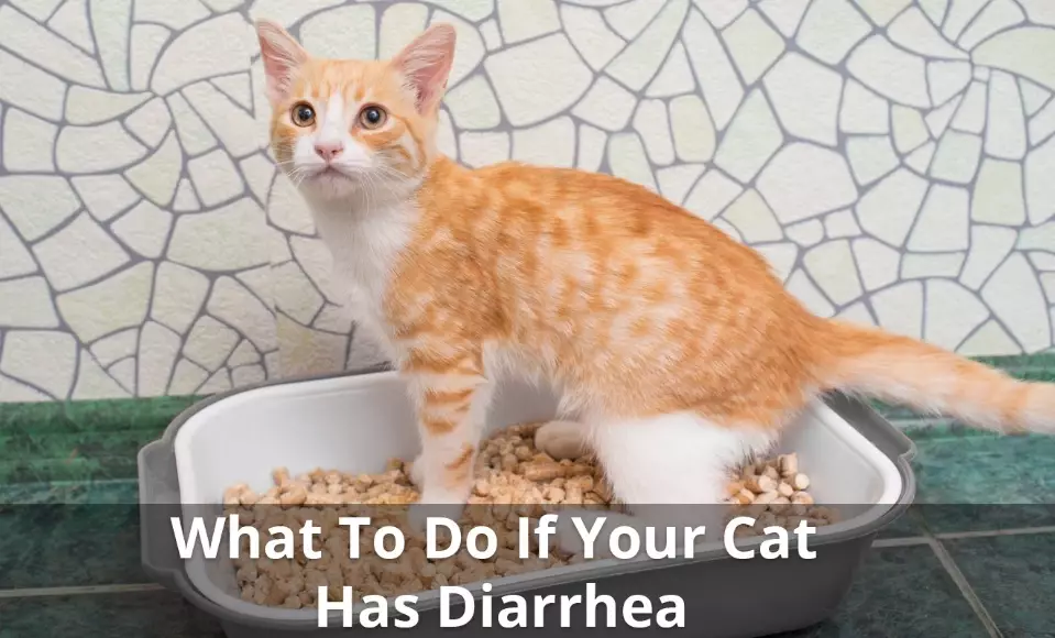 home remedies for cat diarrhea