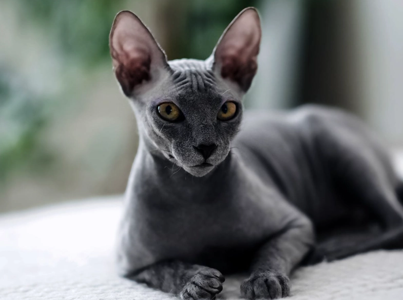 The Complete Sphynx Cat Care Guide: Facts, Health & Grooming