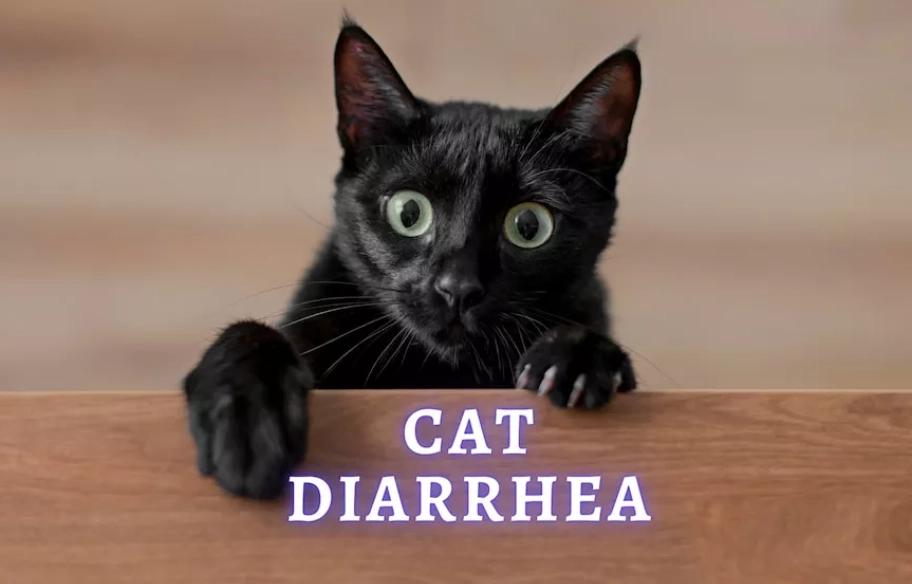 cat diarrhea treatment