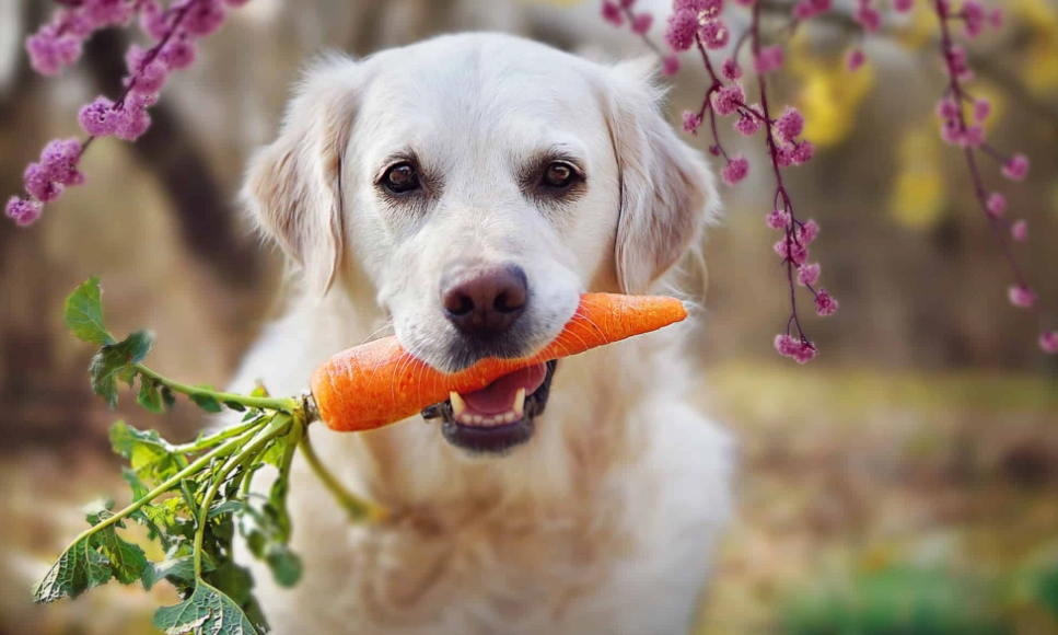 how to feed carrots to dogs
