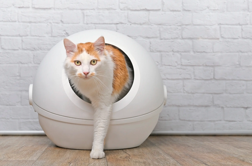 causes of cat diarrhea