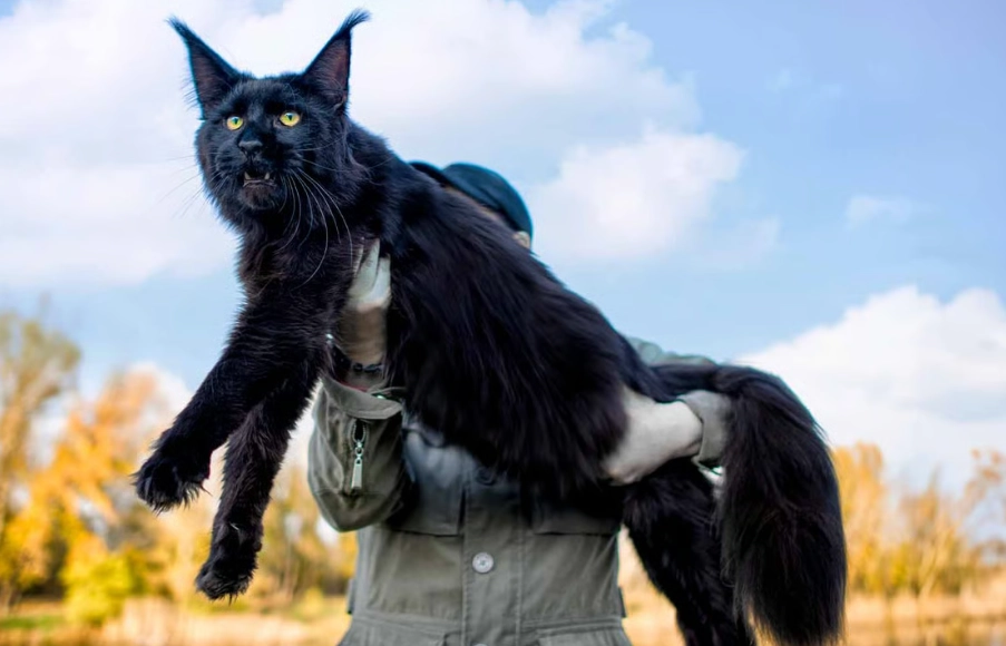 large domestic cat breeds