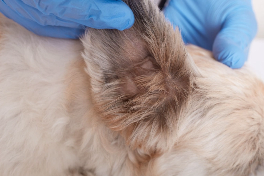 dog ear mites treatment