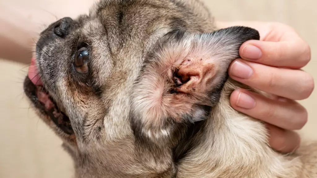 Ear Mites in Dogs: Symptoms, Treatment, and Prevention Guide