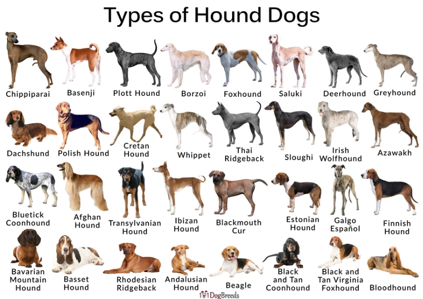 choosing a dog breed