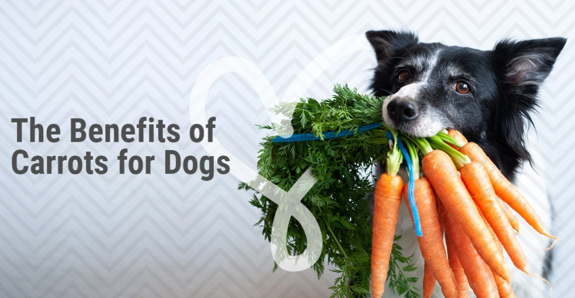 Are Carrots Good for Dogs? Benefits, Risks & Feeding Guide