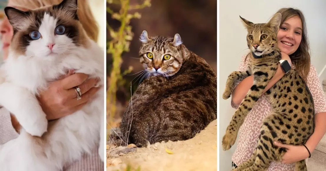 large domestic cat breeds