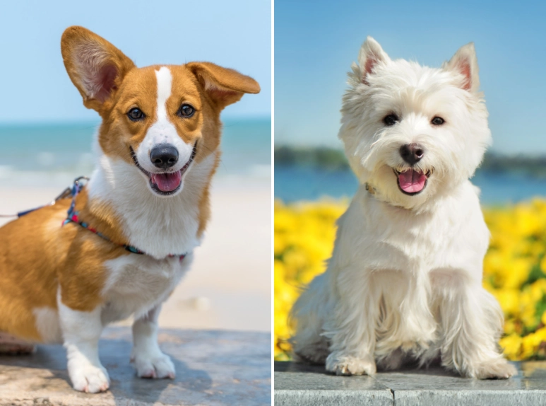 best small dog breeds