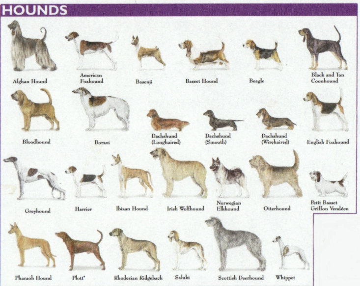 types of dogs