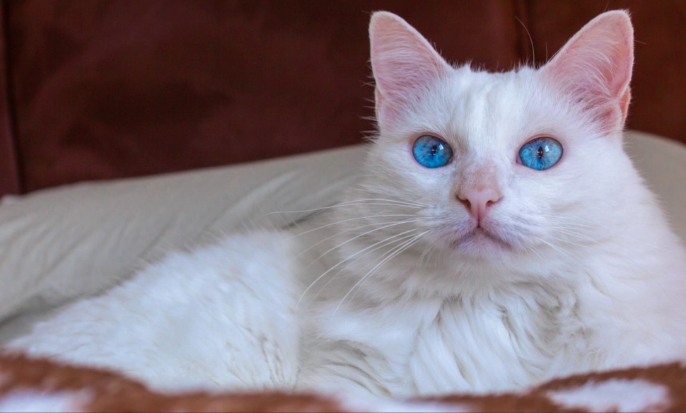 white cat health issues