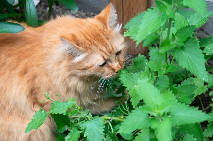 is catnip safe for cats