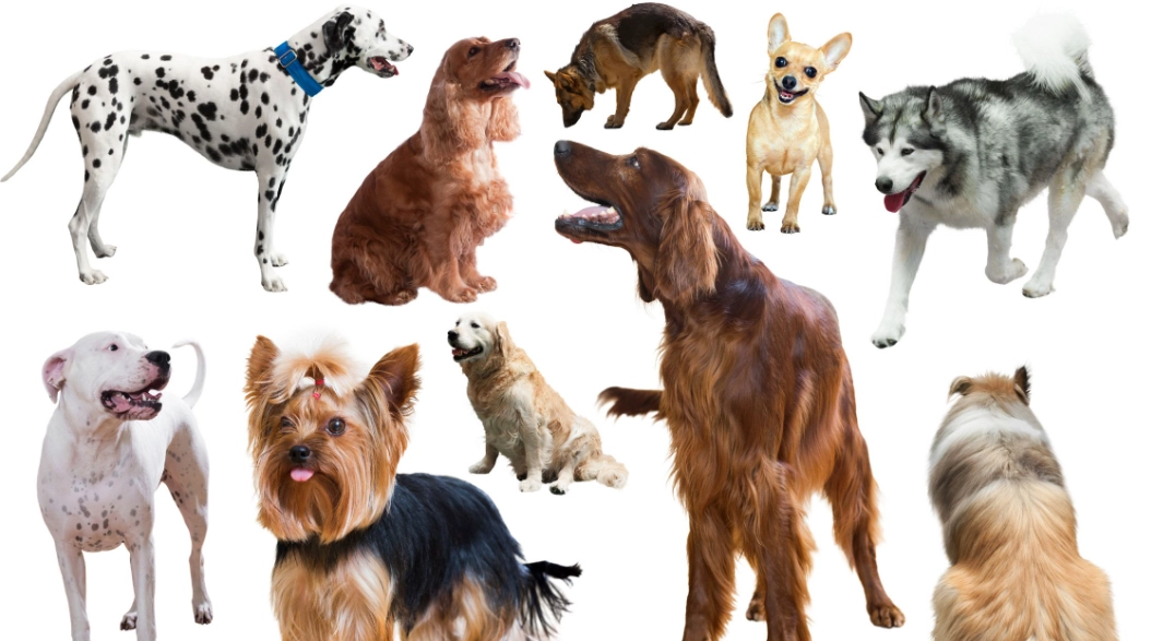 choosing a dog breed
