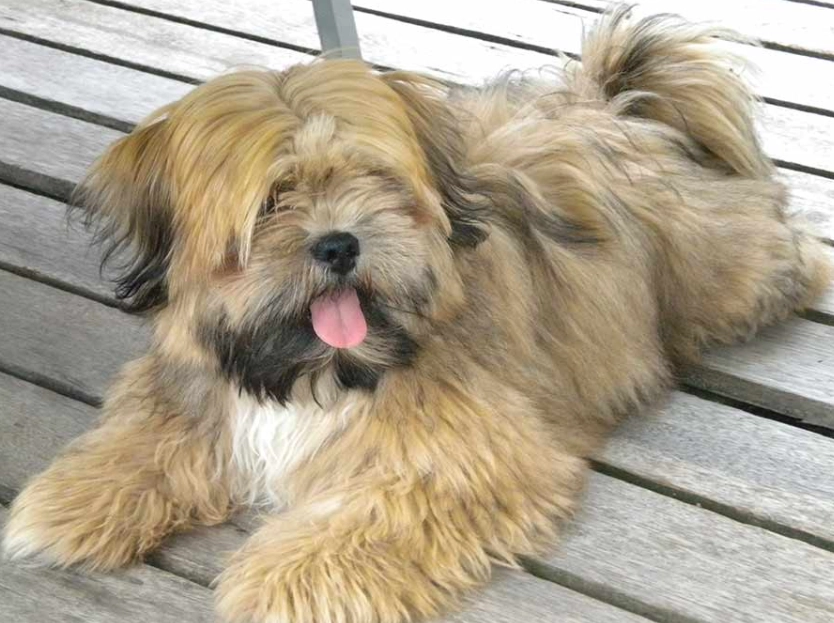 Lhasa Apso temperament