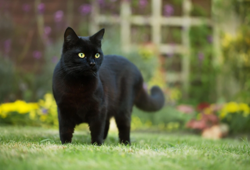 black cat personality