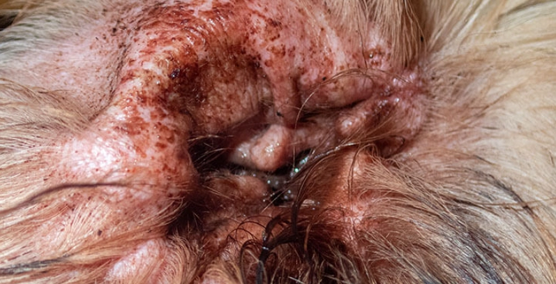 how to treat ear mites in dogs