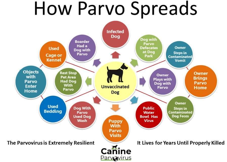 canine parvovirus treatment