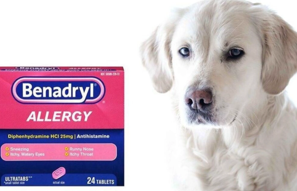 diphenhydramine for dogs
