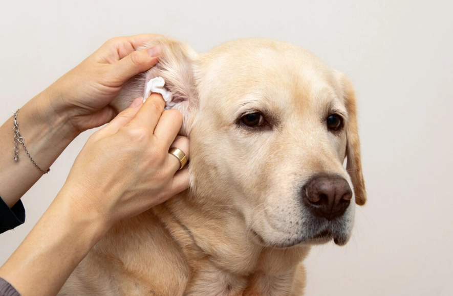 how to clean dog ears