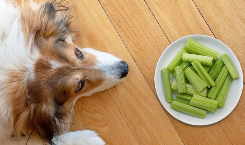 is celery safe for dogs