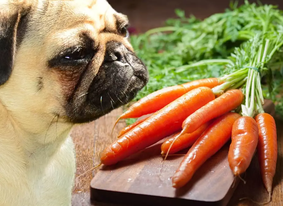 are carrots good for dogs