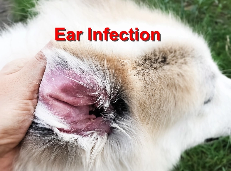 ear infection in dogs