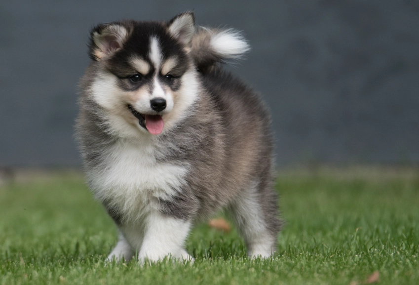 pomsky