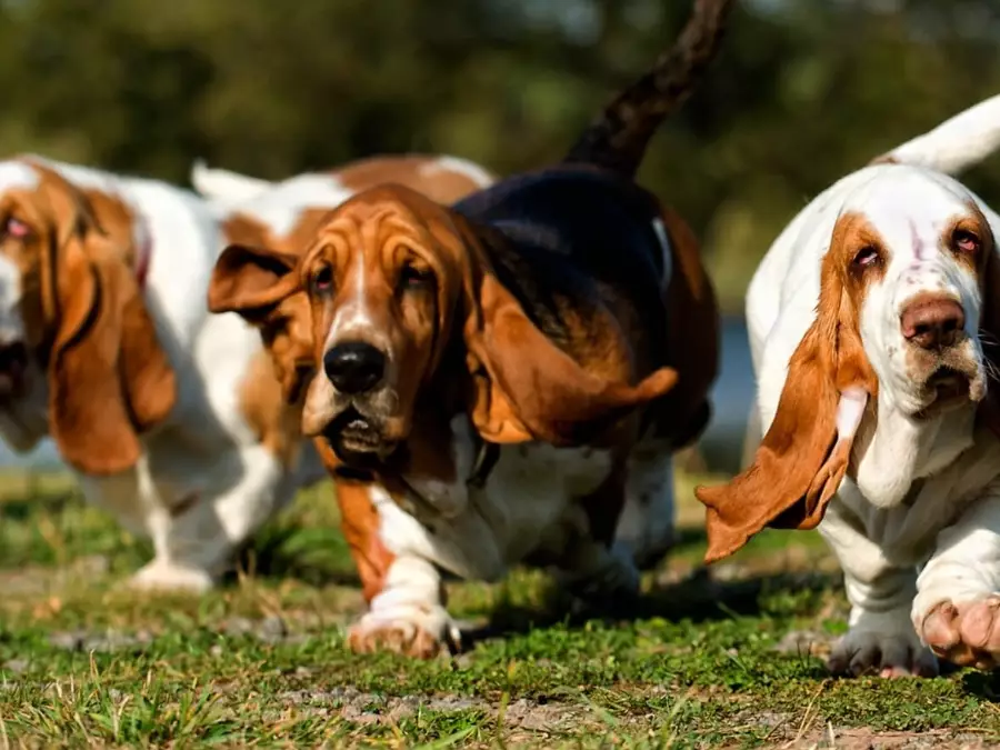 basset hound breed information