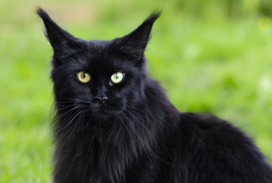 black cat care guide