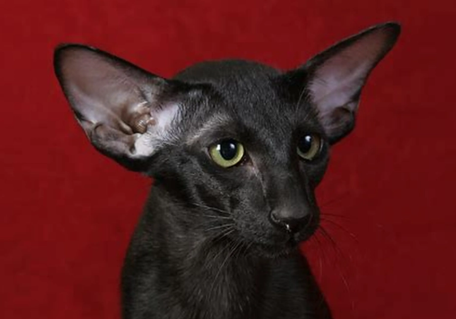 oriental shorthair cat