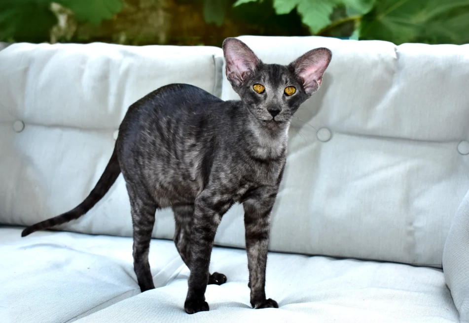 oriental shorthair cat
