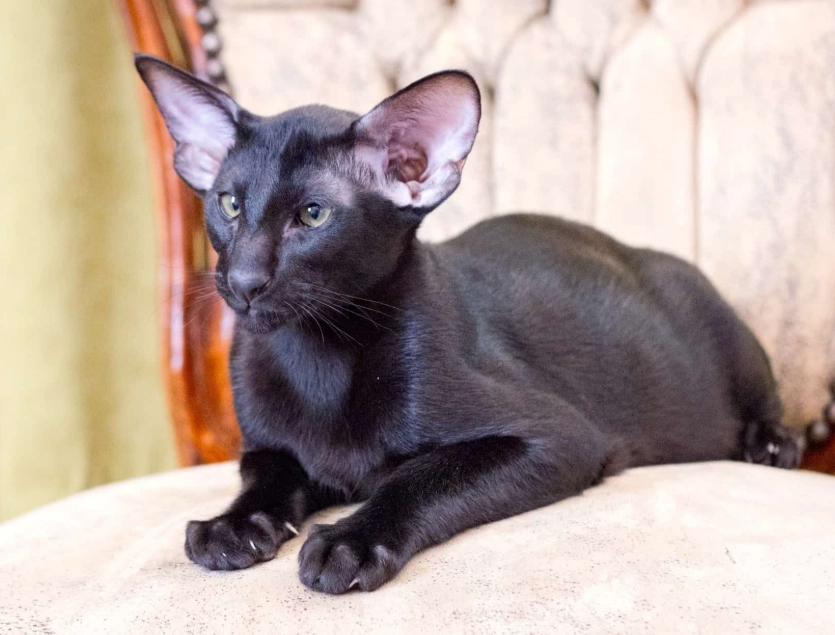 oriental shorthair personality