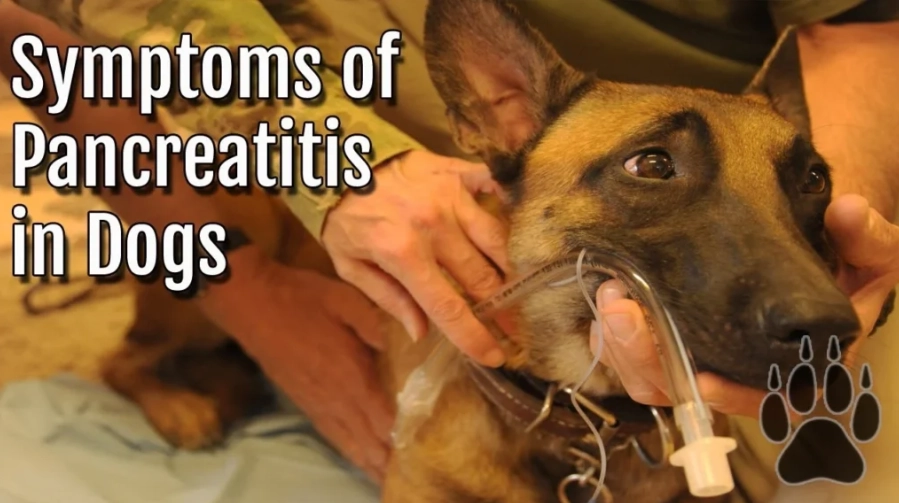 acute pancreatitis in dogs treatment