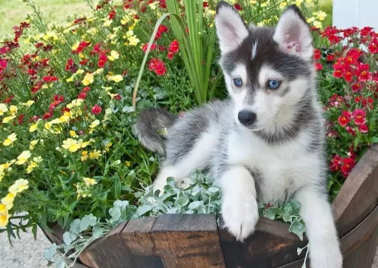 pomsky puppy