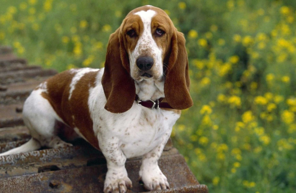 basset hound health problems
