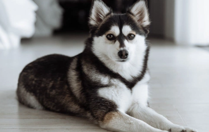pomsky breeders