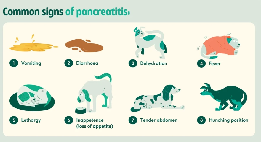 pancreatitis in dogs