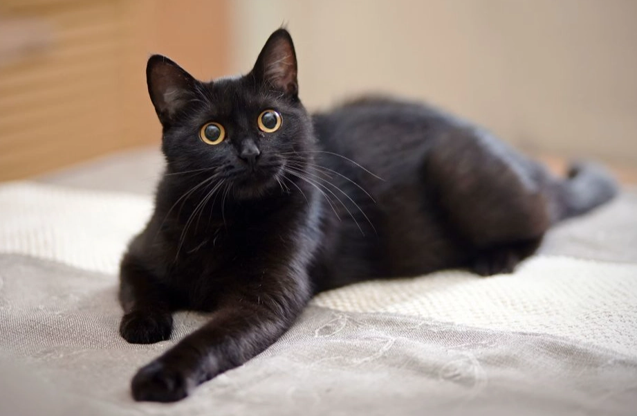 black cat superstitions