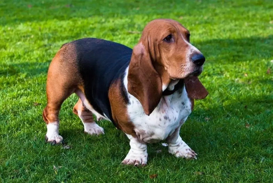 basset hound care guide