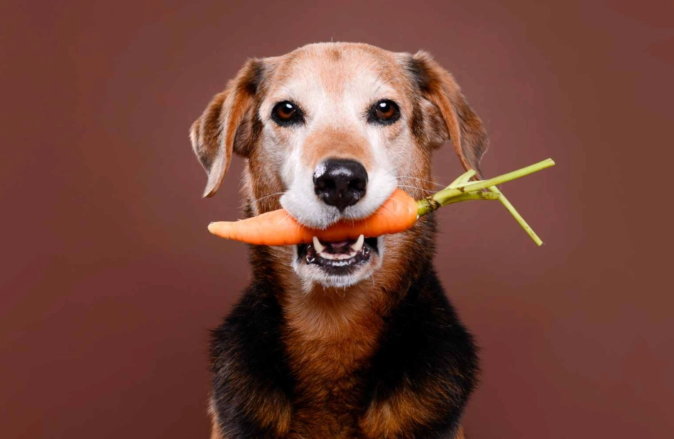 carrots for dogs benefits