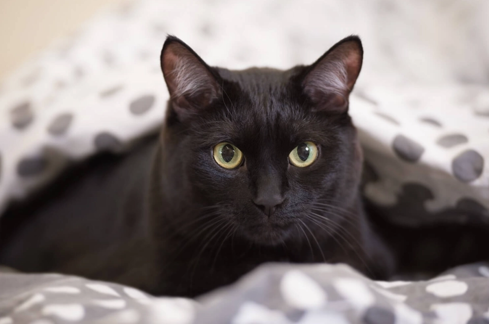 are black cats friendly