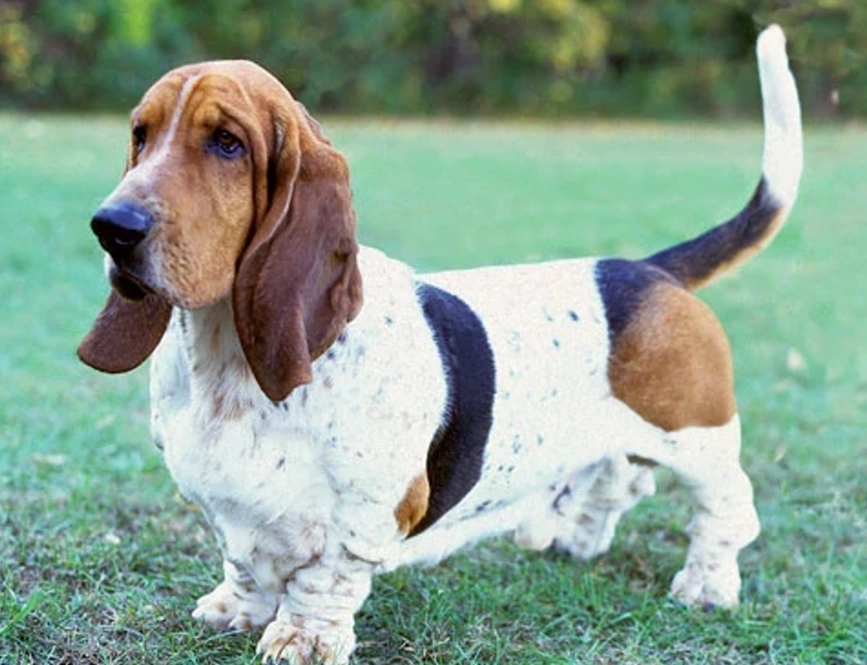 basset hound breed information