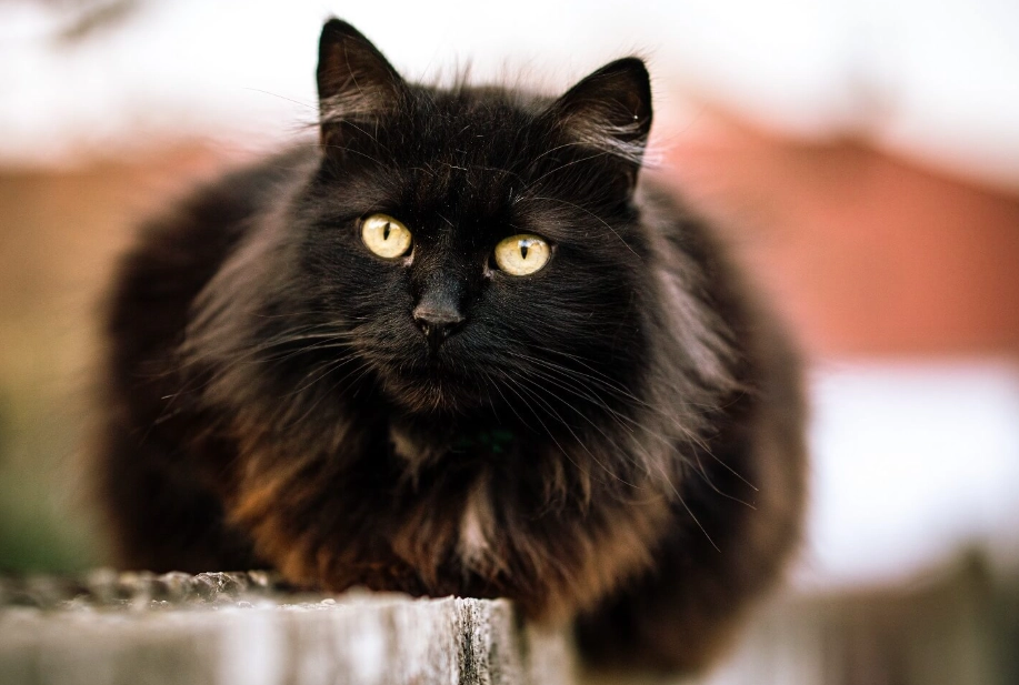 are black cats friendly