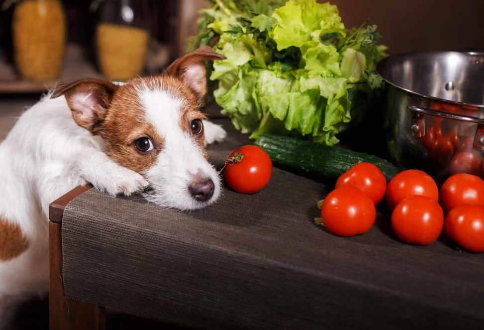 tomato toxicity in dogs