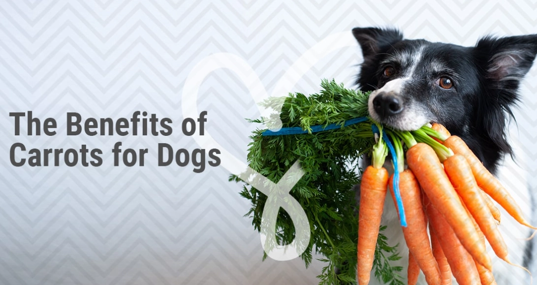 carrots for dogs benefits