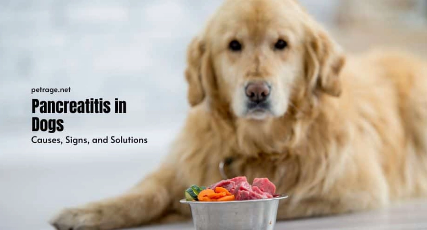 acute pancreatitis in dogs treatment