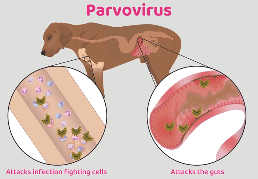 parvo in puppies survival rate