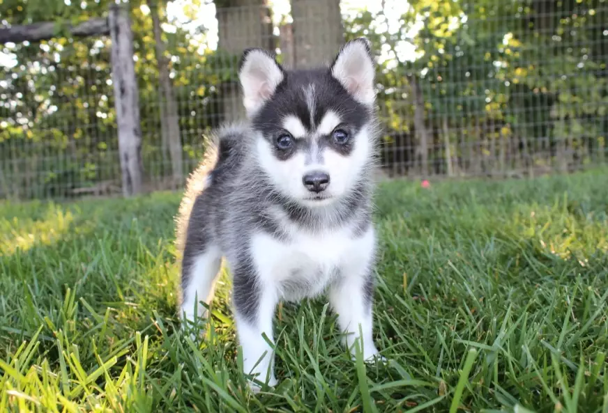 pomsky puppy