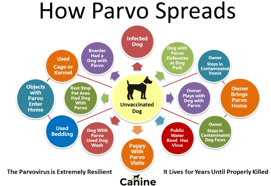 canine parvovirus symptoms