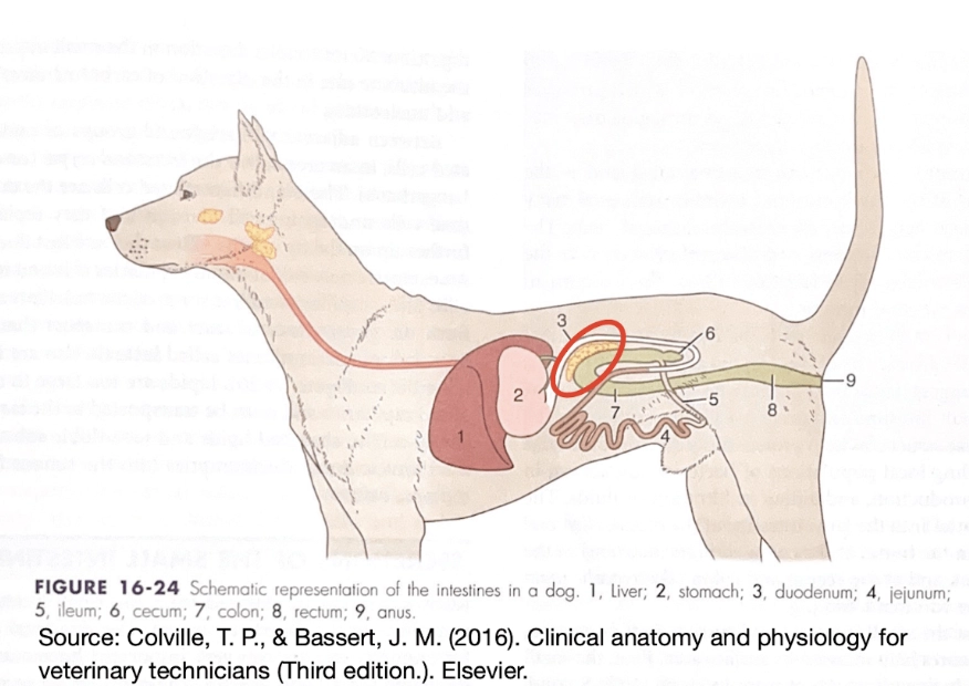 dog pancreatitis symptoms
